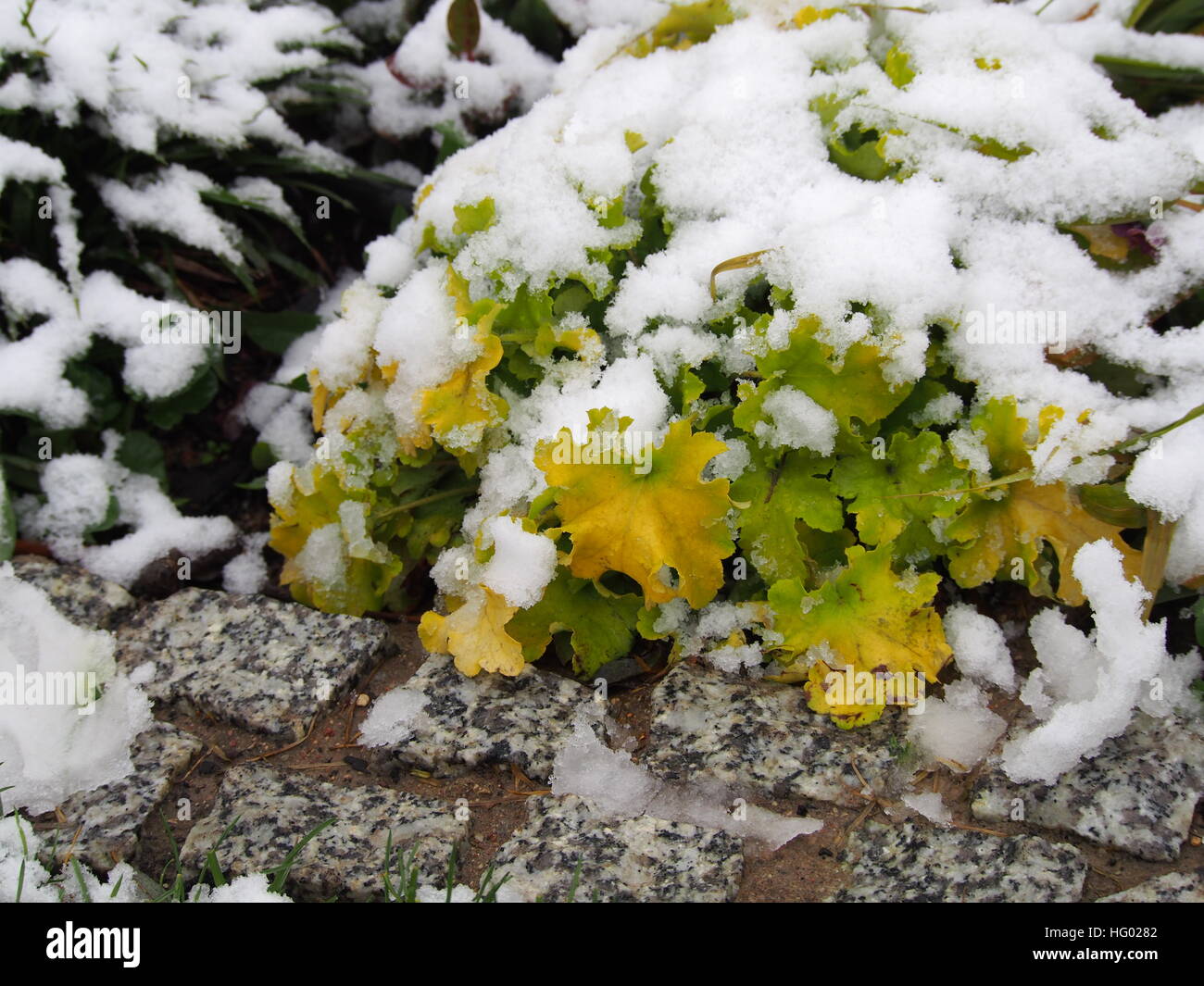 Coup d'hiver d'Heuchera (coral bells, alumroot) 'Lime' Marmelade Banque D'Images