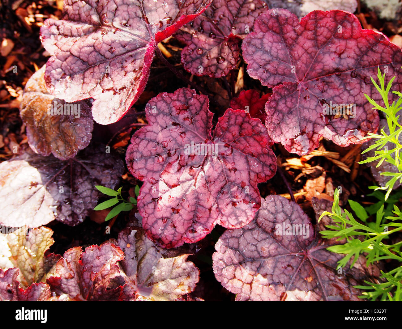 Purple coral bells, alumroot - Heuchera 'Magnum' Banque D'Images