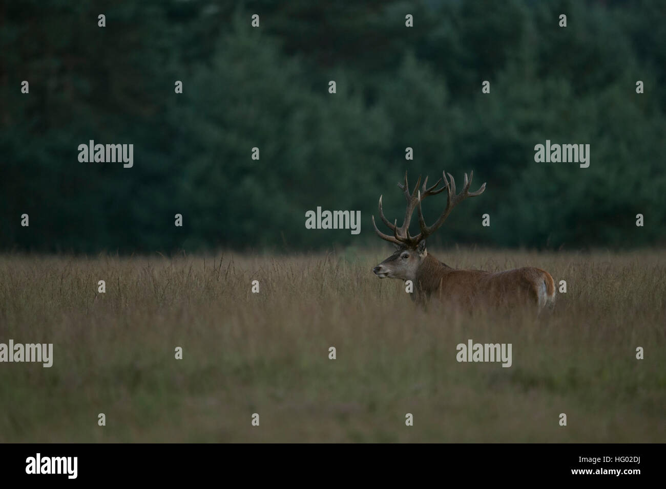 Red Deer (Cervus elaphus), homme, Stag, hart, debout dans l'herbe haute, regardant autour, à l'environnement typique, terre ouverte. Banque D'Images