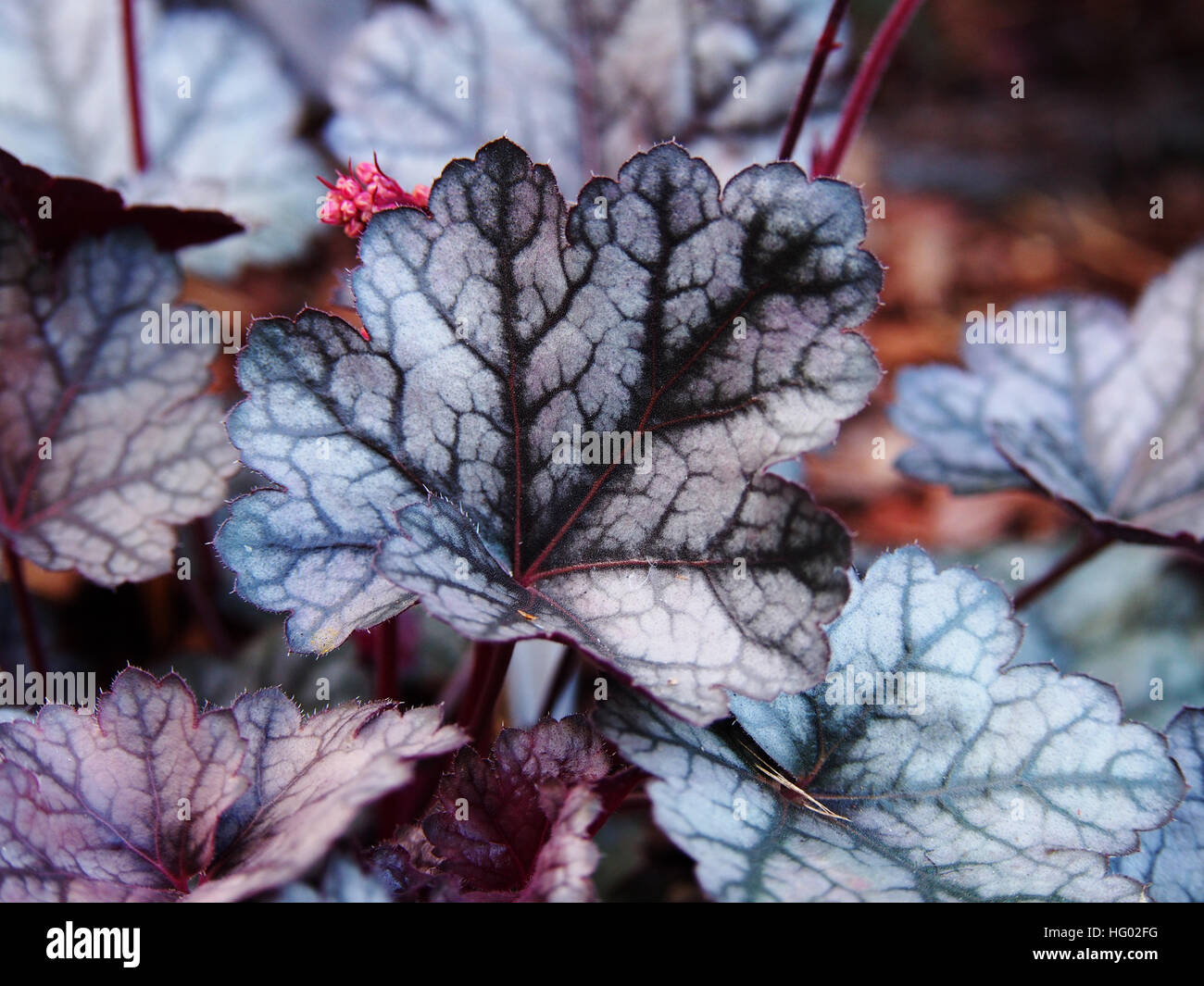 Heuchera 'Glitter' - coral bells, alumroot Banque D'Images