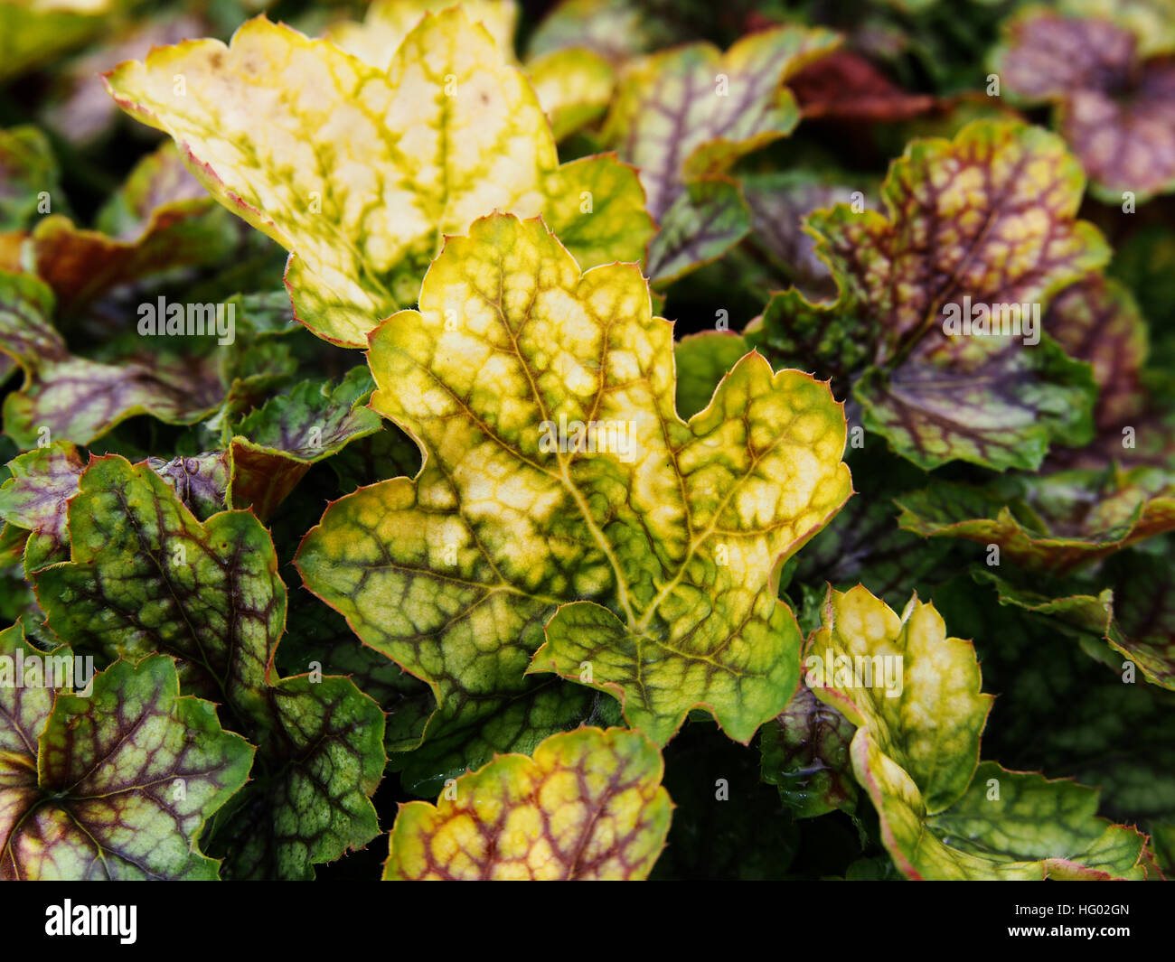 Maître peintre Gauguin - Heuchera corall cloches, alumroot Banque D'Images