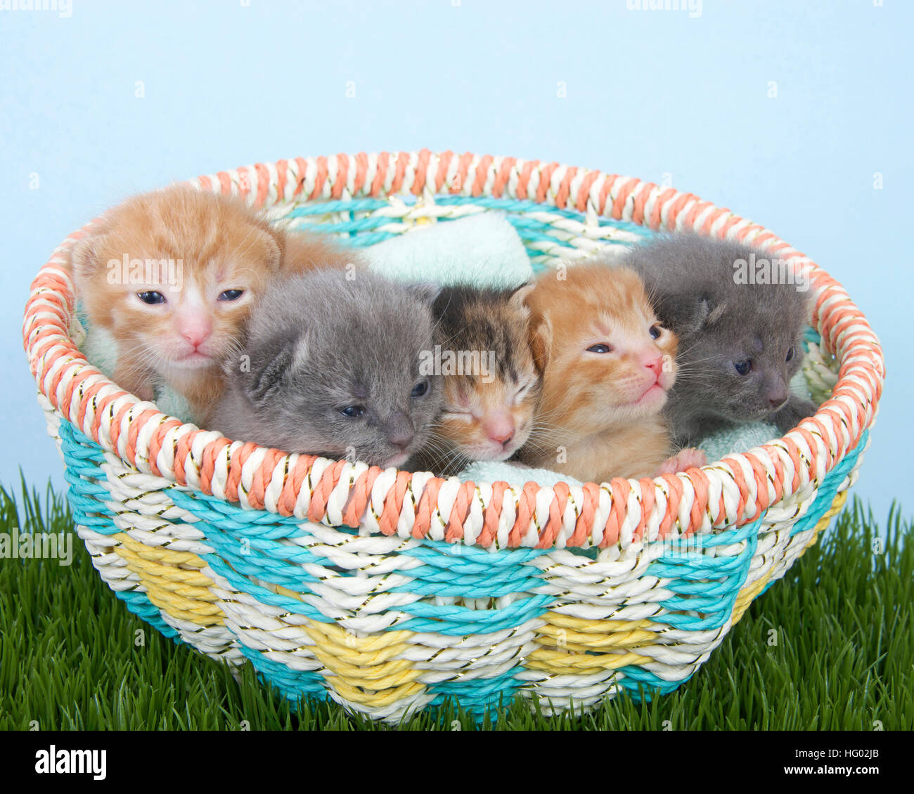 Portée de chatons nouveau-né deux semaines dans un panier de printemps multicolores sur l'herbe verte avec fond bleu clair. Banque D'Images