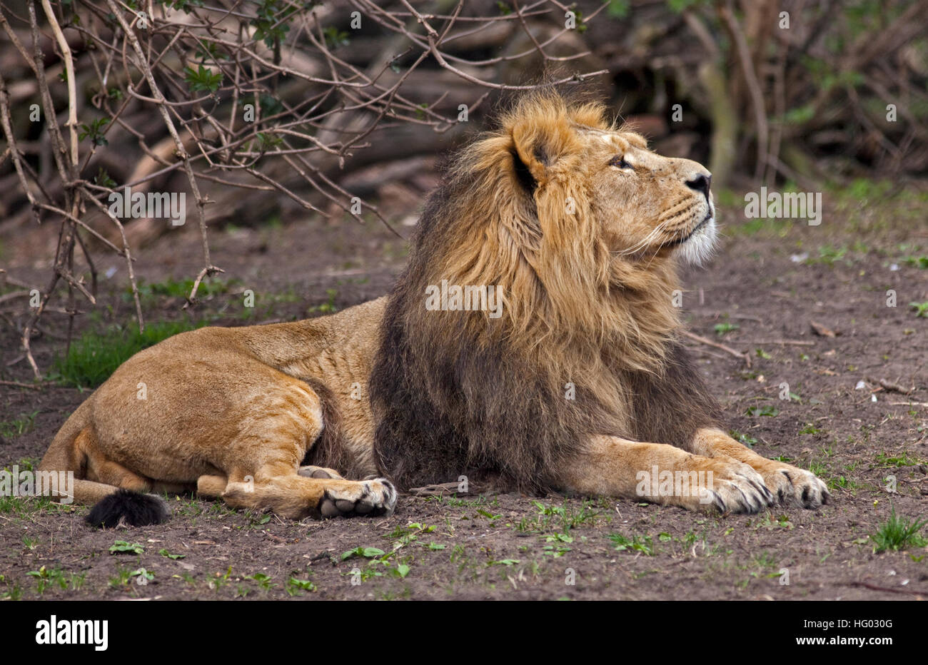 Lion d'Asie (Panthera leo persica) Banque D'Images