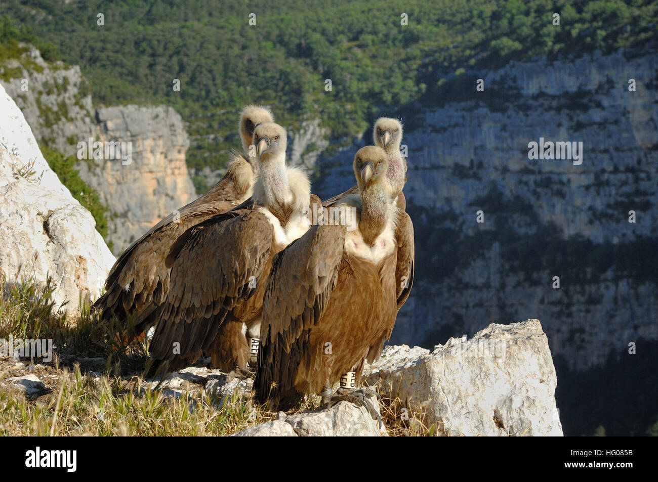 Groupe de vautours, Gyps fulvus, perché sur les falaises de la gorge du Verdon Provence France Banque D'Images