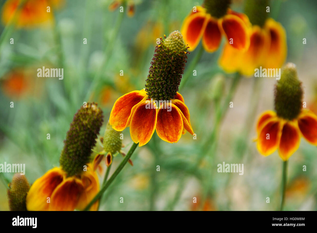 Des fleurs d'une plante indigène de l'Amérique Banque D'Images