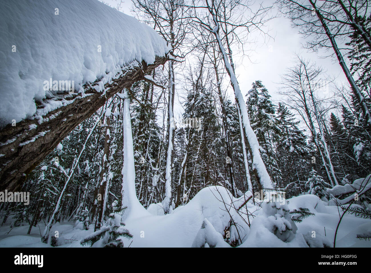 Accumulation de neige sur les arbres Banque D'Images