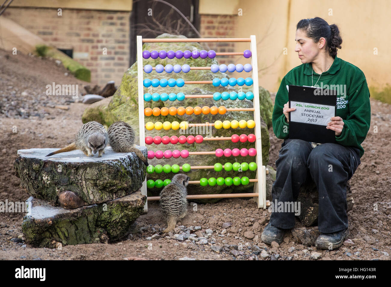 Londres, Royaume-Uni. 3 janvier, 2017. Keeper Veronica Heldt rss suricates au cours de l'inventaire annuel 2017 au ZSL London Zoo. Credit : Mark Kerrison/Alamy Live News Banque D'Images