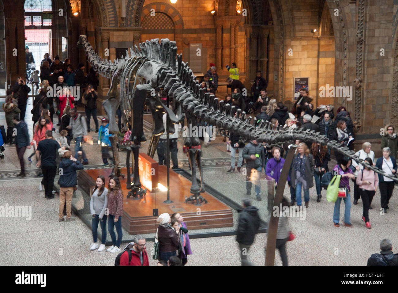 Londres, Royaume-Uni. 4 janvier, 2017. Les grandes foules au Musée d'Histoire Naturelle voir dinosaure Diplodocus Fofolle le dernier jour avant le squelette de dinosaure est pris en bas et part en tournée autour de la Grande-Bretagne © amer ghazzal/Alamy Live News Banque D'Images