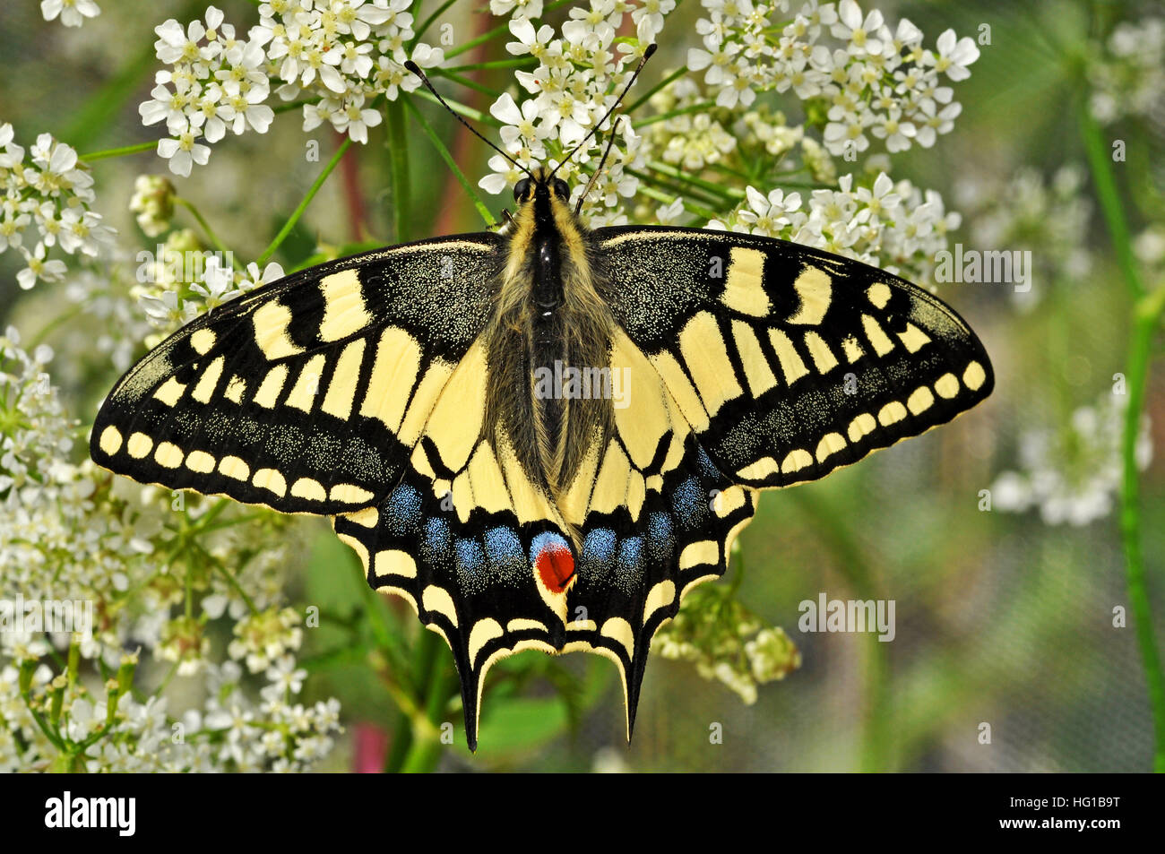 Anglais Swallowtail Butterfly (Papilio machaon britannicus) Banque D'Images