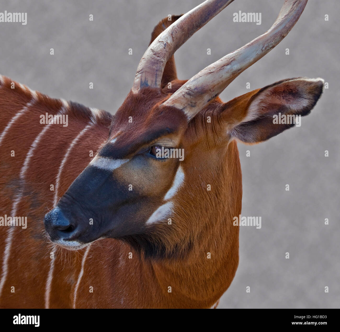 Bongo de plaine de l'Ouest (tragelaphus eurycerus) Banque D'Images