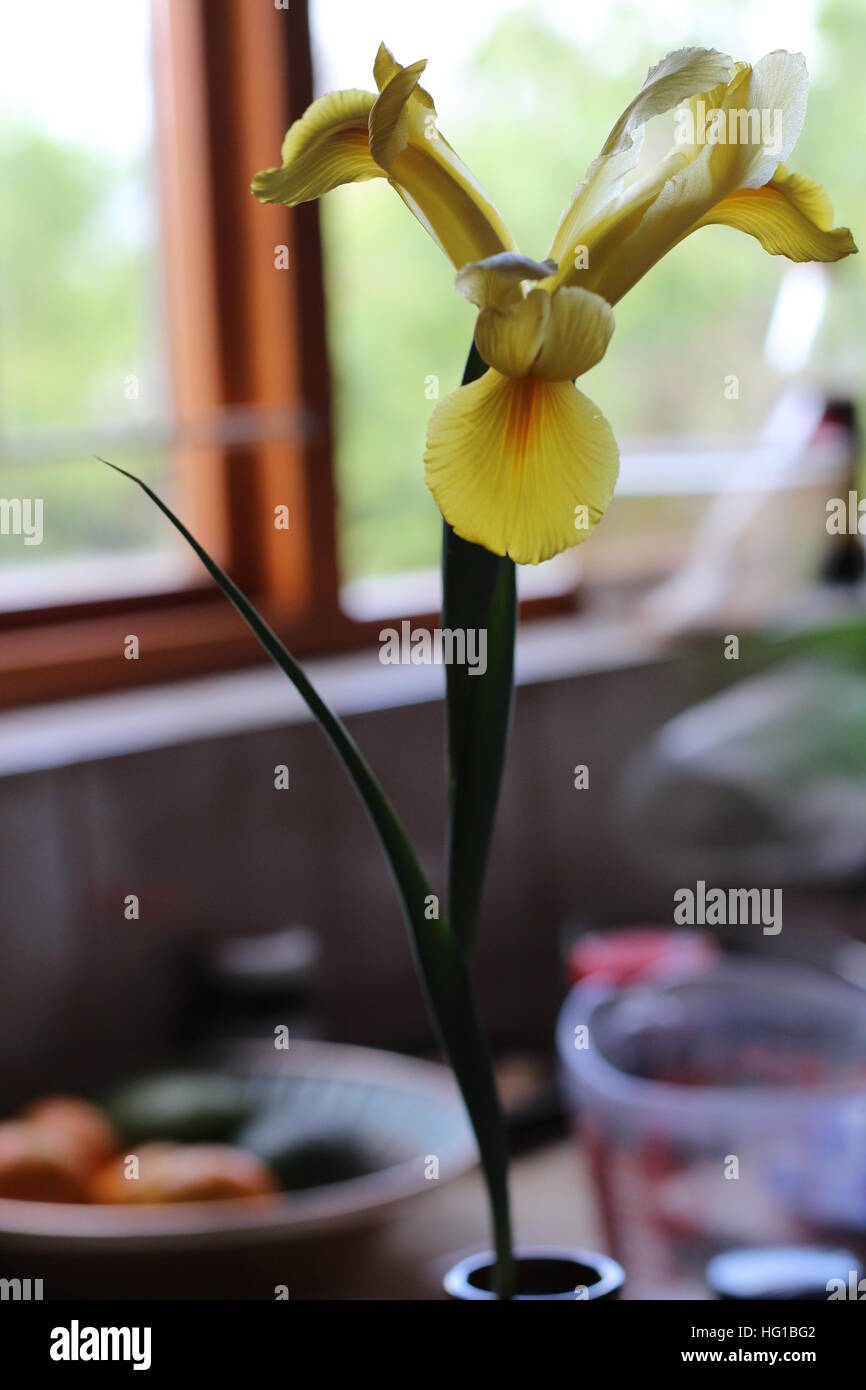Magnifique iris hollandais jaune fraîchement coupé. Connu en Afrique du Sud comme un Iris hollandse. Bulbe qui fleurit de la fin du printemps au début de l'été. Banque D'Images