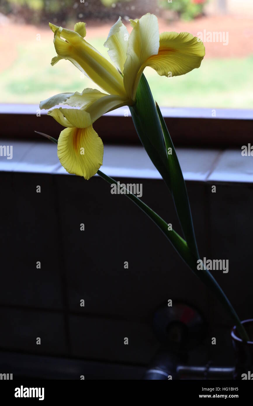 Magnifique iris hollandais jaune fraîchement coupé. Connu en Afrique du Sud comme un Iris hollandse. Bulbe qui fleurit de la fin du printemps au début de l'été. Banque D'Images