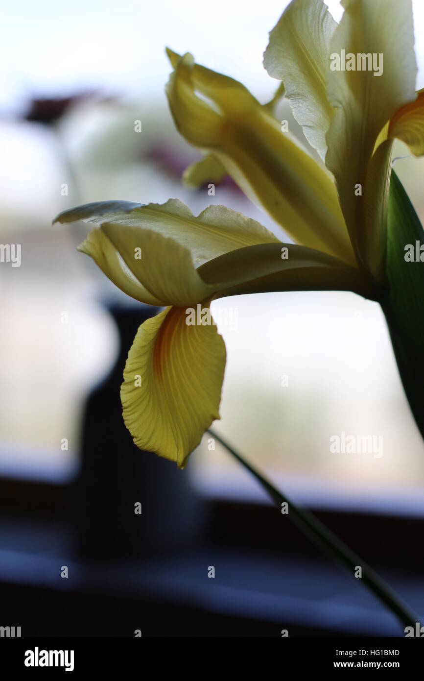 Magnifique iris hollandais jaune fraîchement coupé. Connu en Afrique du Sud comme un Iris hollandse. Bulbe qui fleurit de la fin du printemps au début de l'été. Banque D'Images
