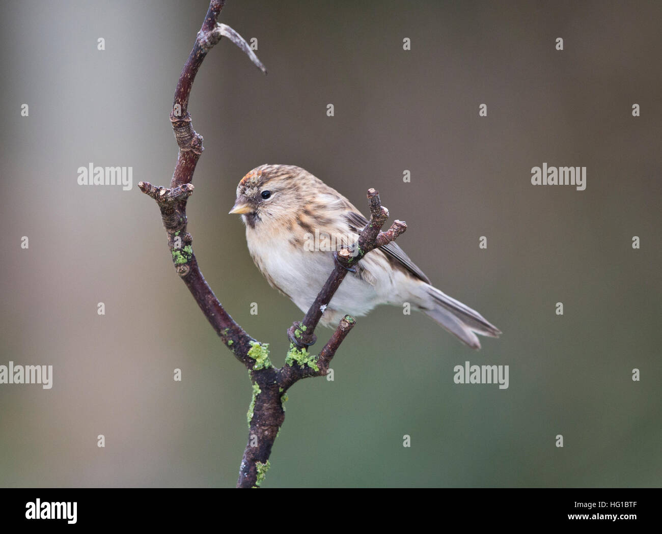 Sizerin flammé Carduelis flammea' dans 'uk Banque D'Images