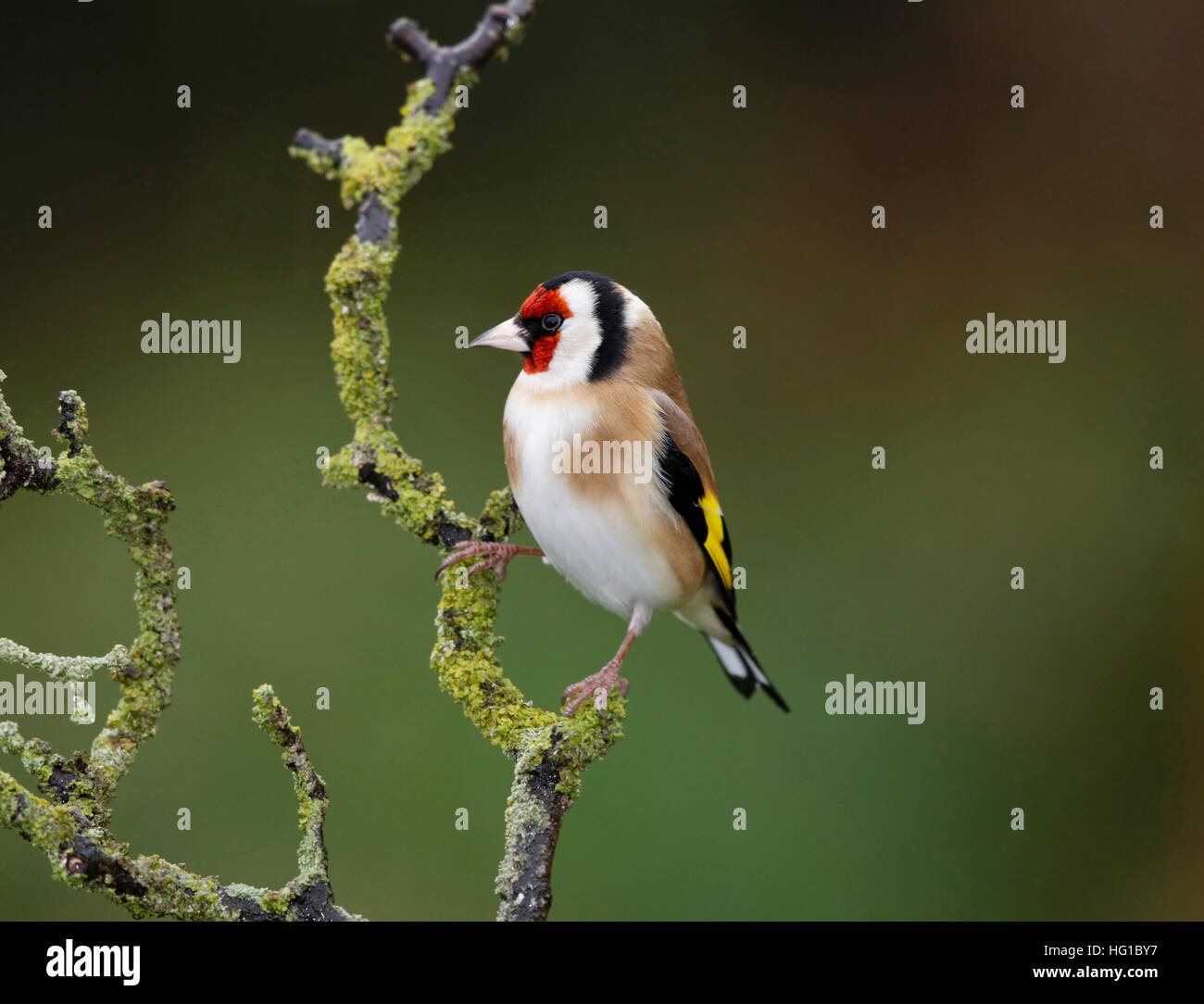 Chardonneret, Carduelis carduelis, sur une branche humide en hiver Banque D'Images