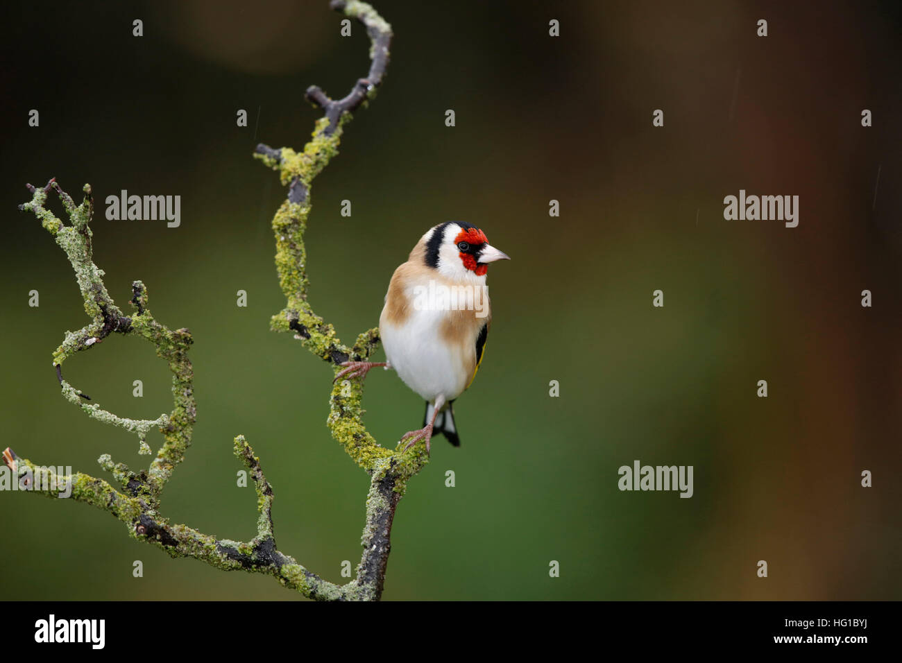 Chardonneret, Carduelis carduelis, sur une branche humide en hiver Banque D'Images