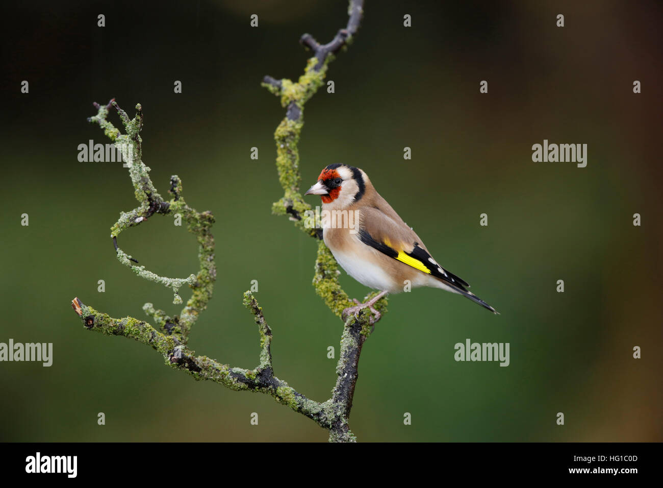 Chardonneret sur une branche humide en hiver Banque D'Images