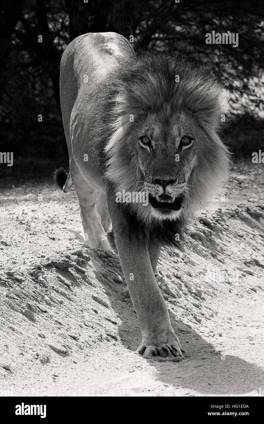 Lion mâle dans le parc transfrontalier de Kgalagadi, Botswana Banque D'Images
