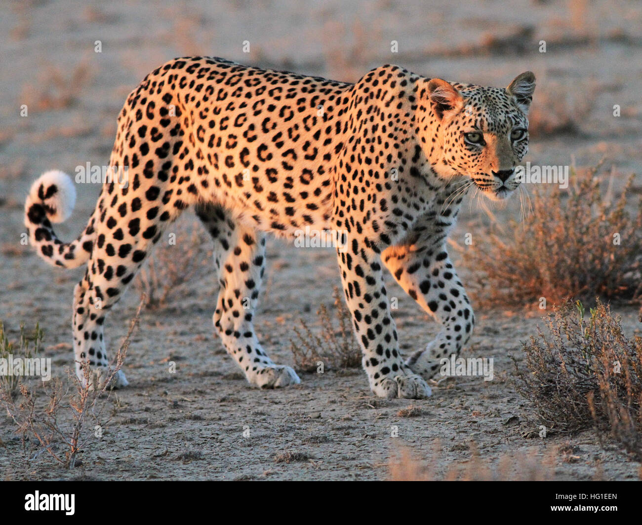 Leopard à l'aube de la chasse vers l'avant déménagement pour tuer Banque D'Images
