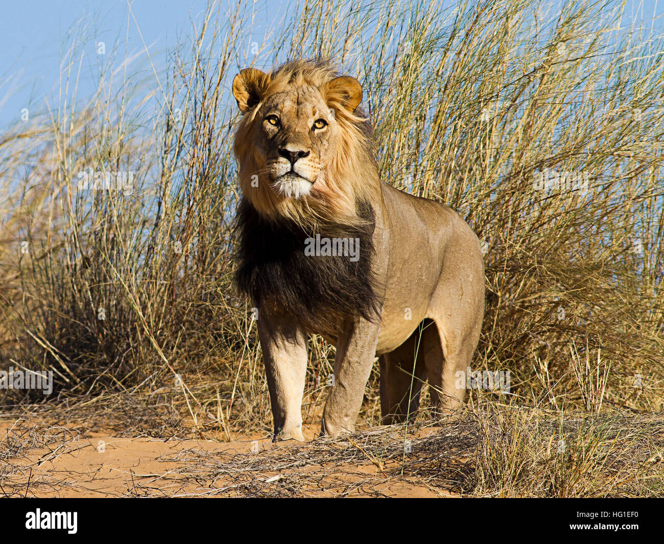 Lion debout face à l'avant avec du vent qui souffle sa crinière et l'herbe haute derrière lui Banque D'Images