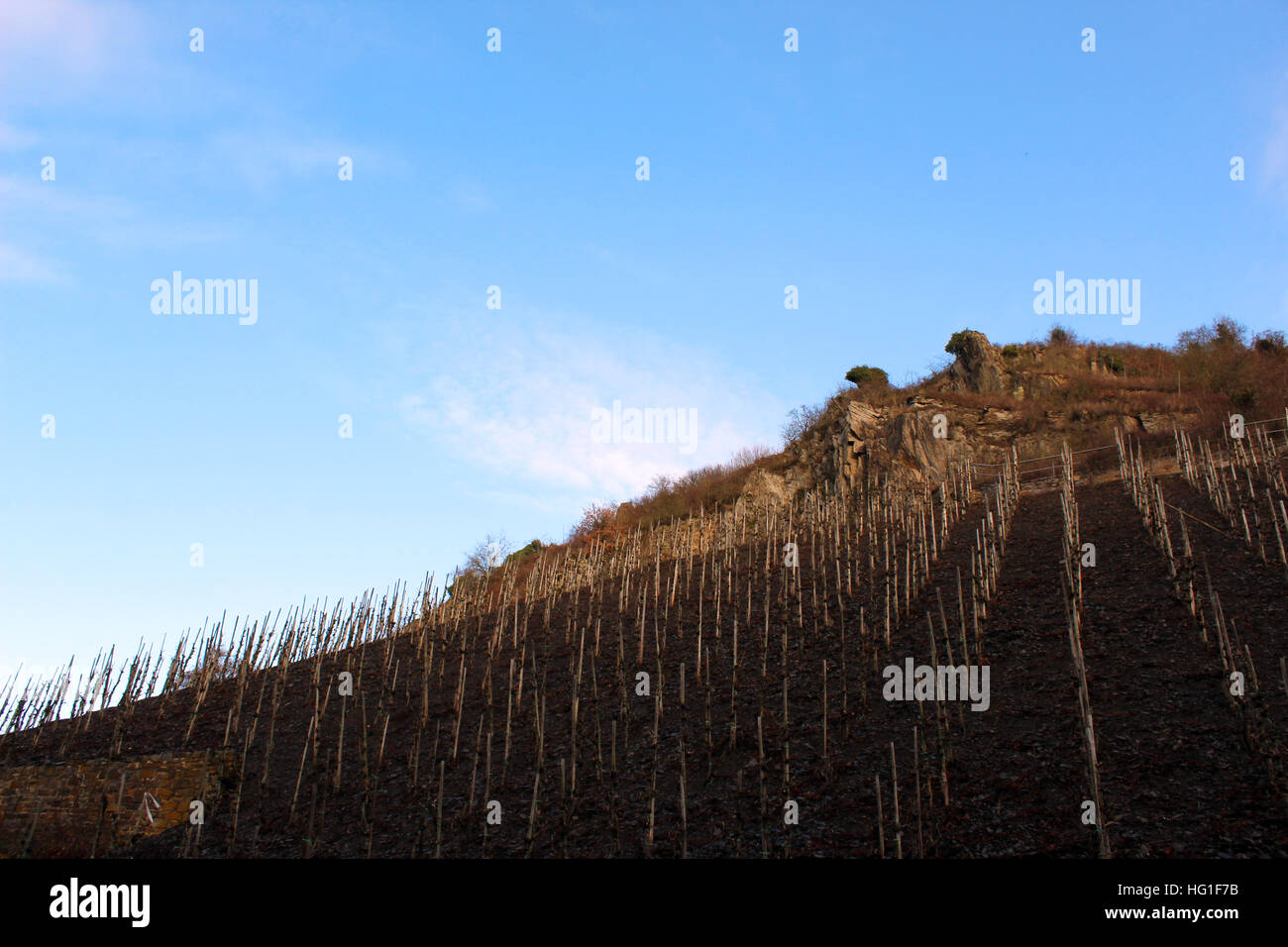 Vignoble de Beilstein, Allemagne Banque D'Images