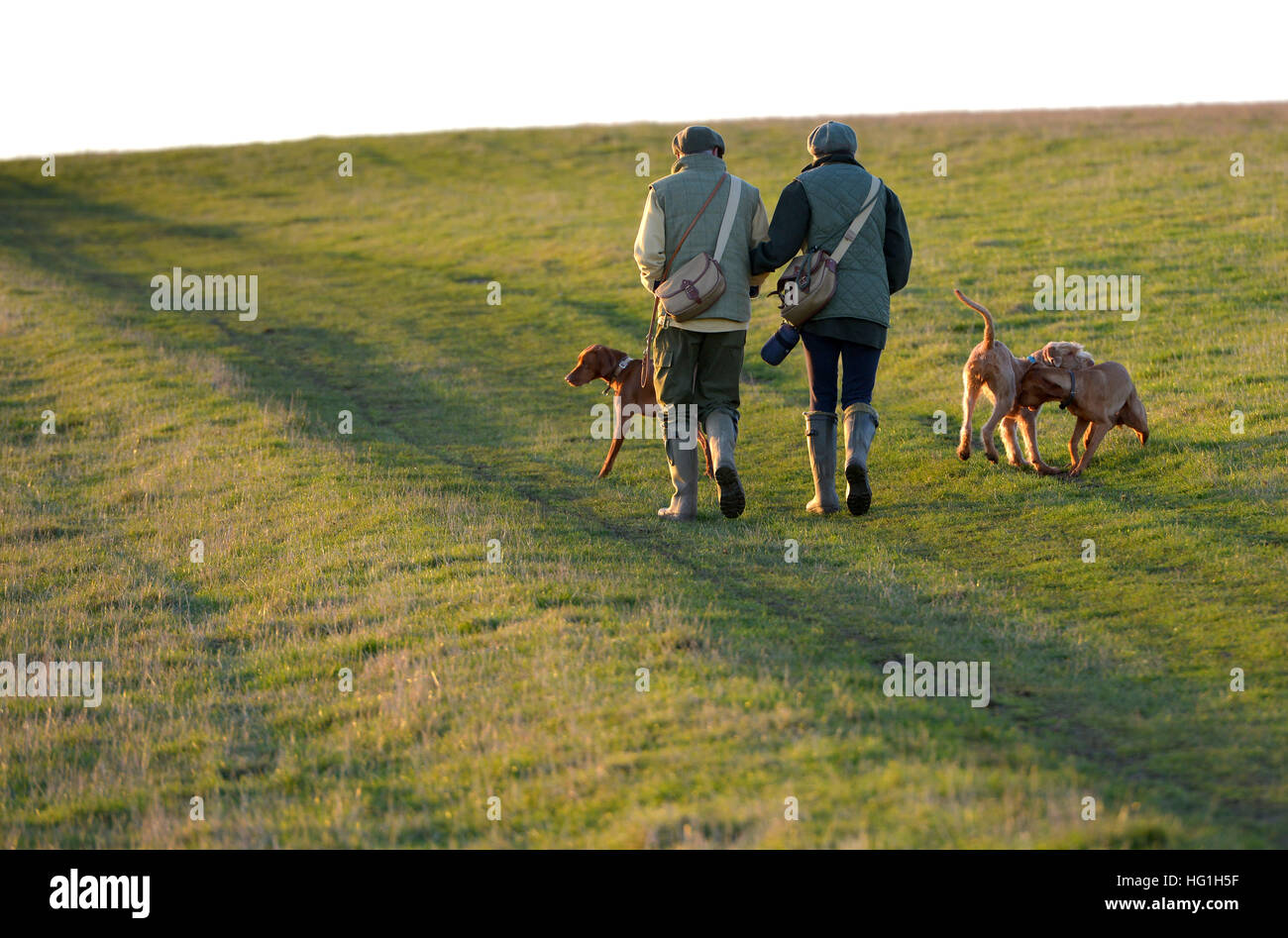 Pays couple walking dogs on the South Downs Way Banque D'Images