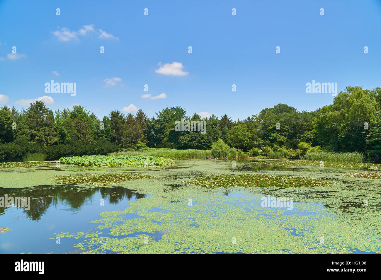 Paysage avec grand étang et arbres en une journée ensoleillée en été Banque D'Images Paysage avec grand étang et arbres en une journée ensoleillée en été Banque D'Images