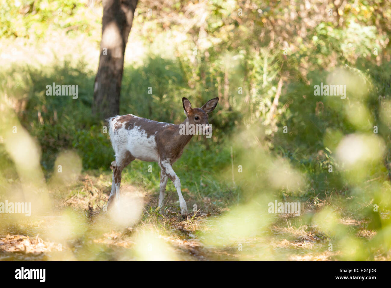 Un piebald le cerf mâle fauve dans les bois Banque D'Images