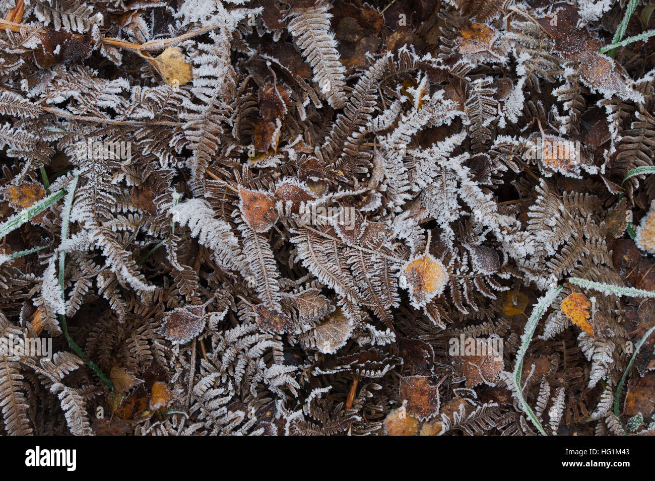 Dead frosty fougère modèle dans un bois Anglais Banque D'Images