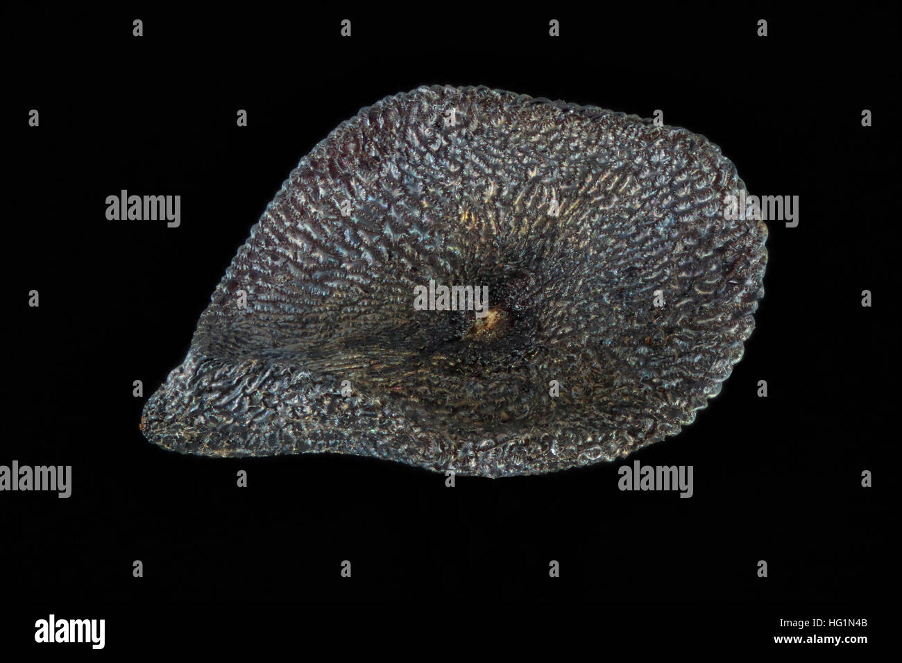 Dianthus carthusianorum, Rose, Chartreux Kartäuser-Nelke, semences, Close up, le calibre des semences 2 mm Banque D'Images