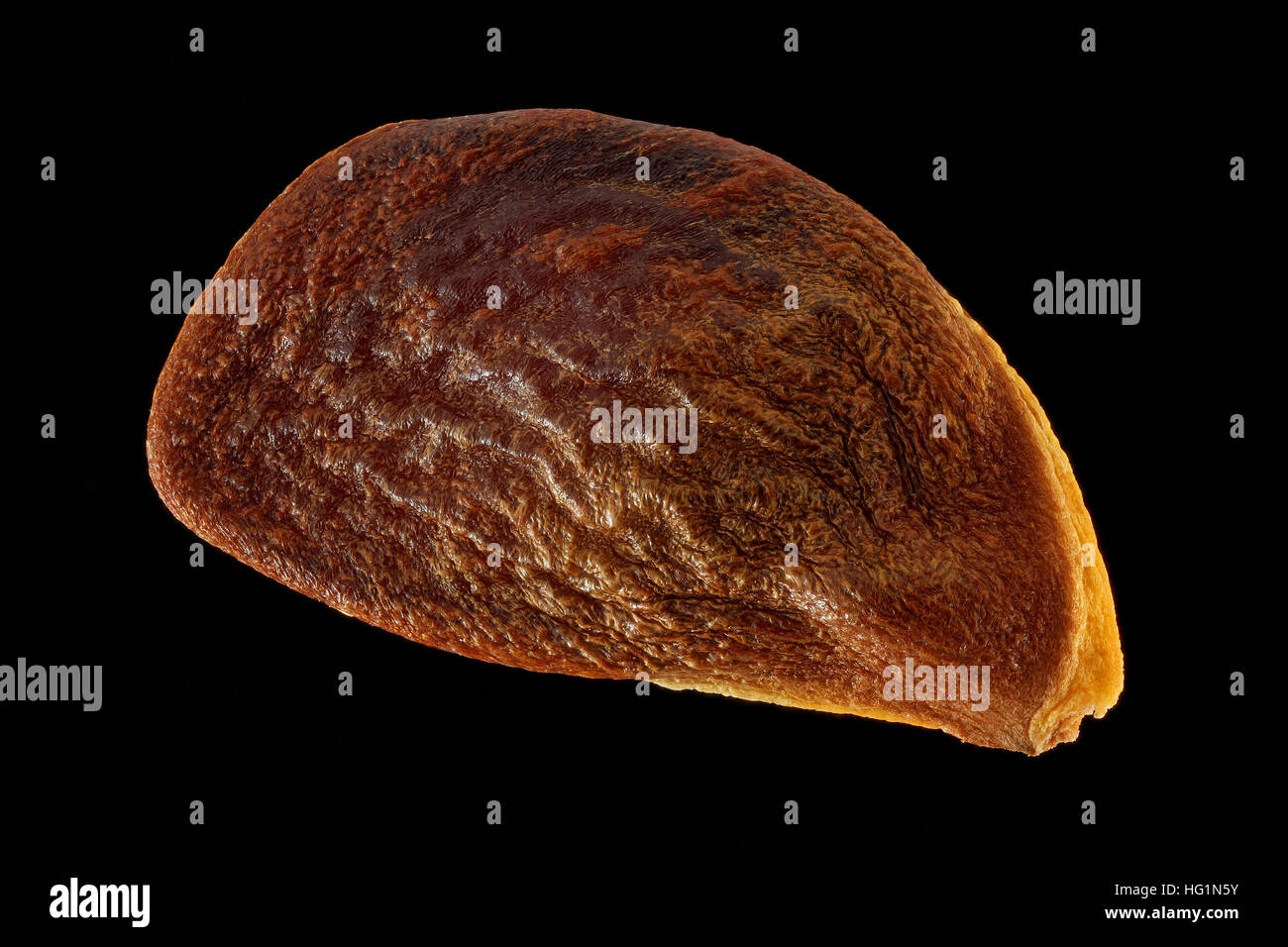 Diospyros kaki, plaqueminier, Kaki, des semences, de près, la taille des graines de 10 à 15 mm Banque D'Images