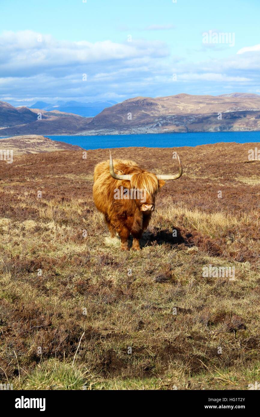Île de Skye Highland cattle Banque D'Images