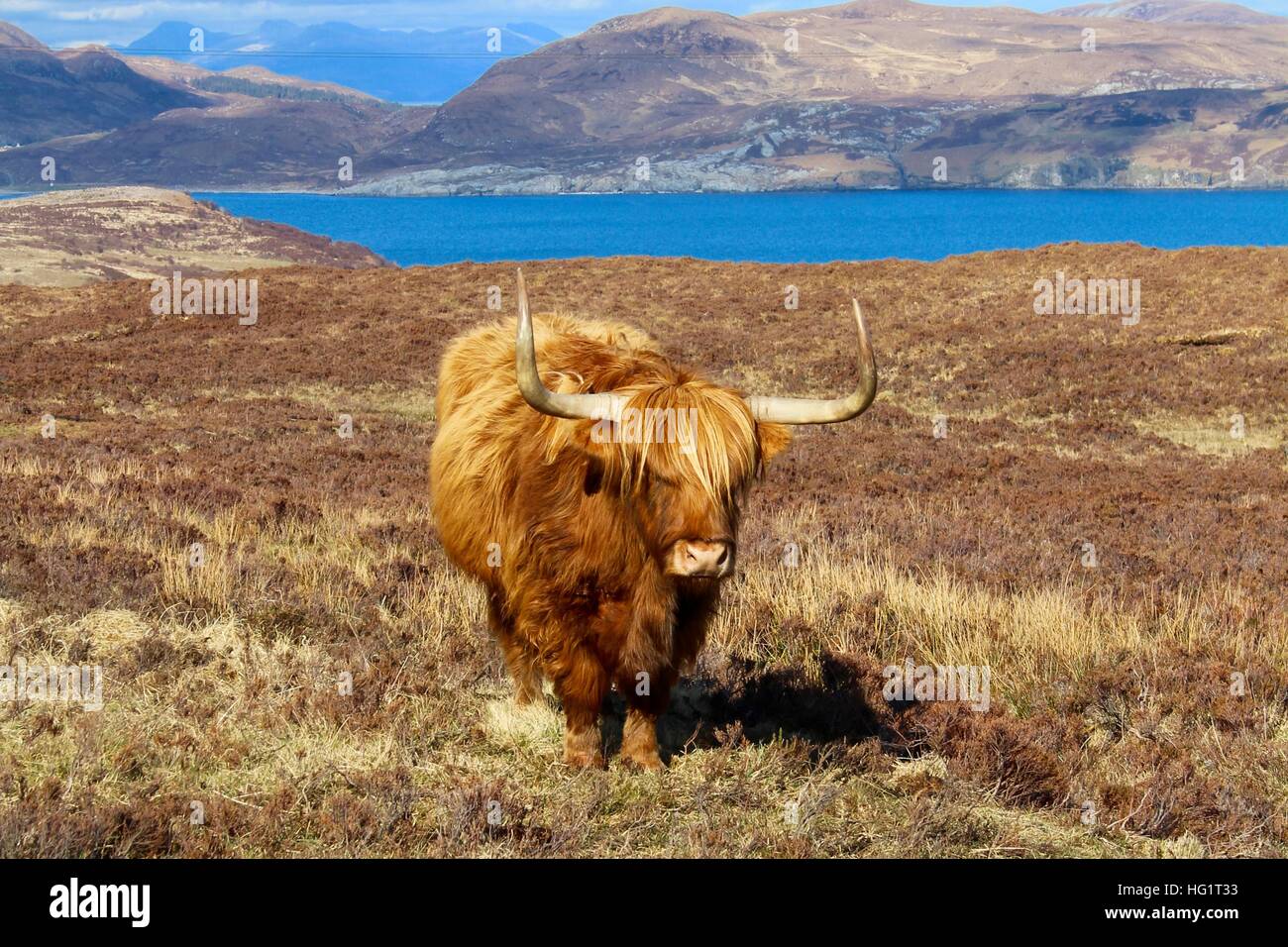 Île de Skye Highland cattle Banque D'Images