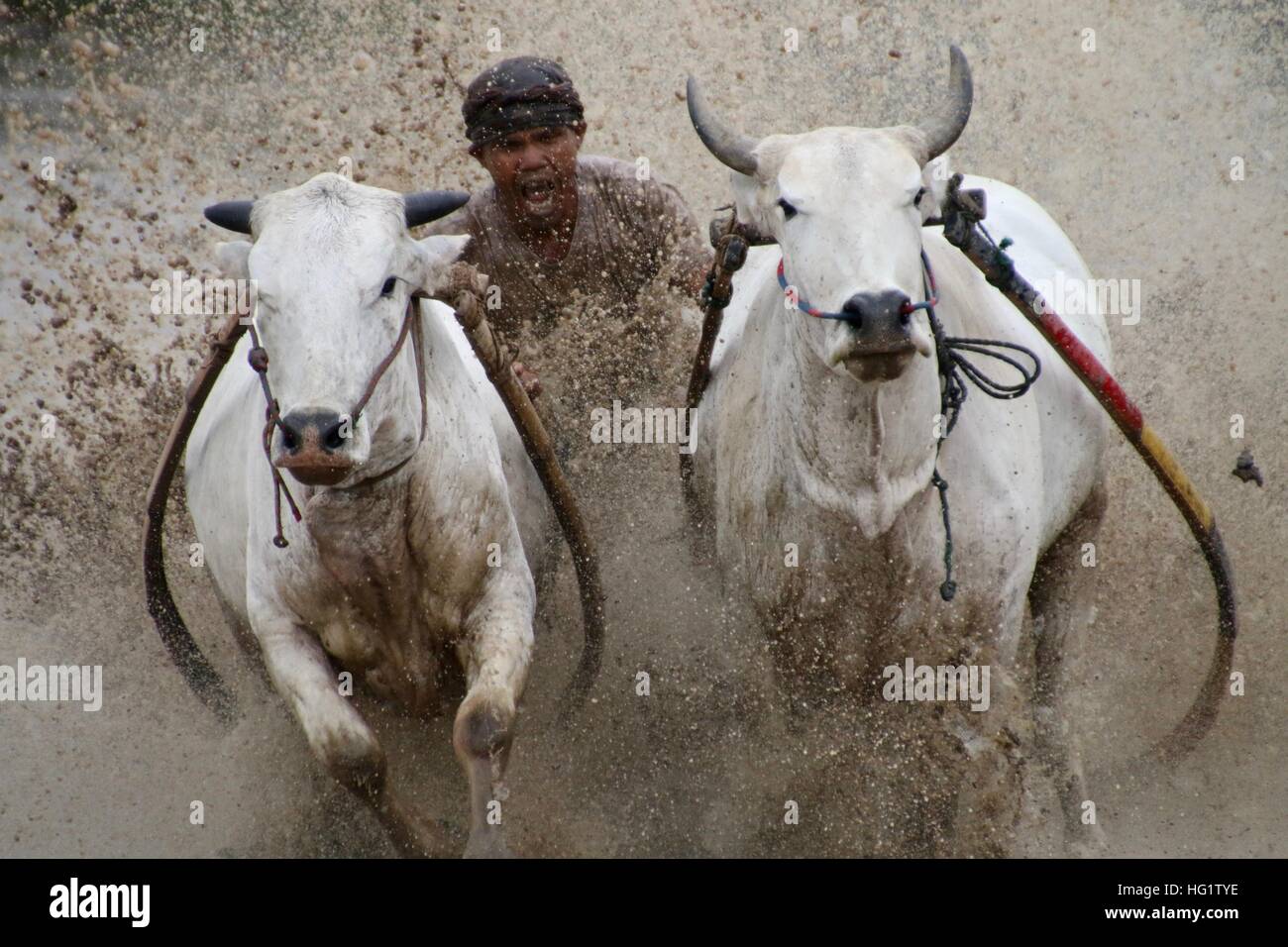 Dans la race bull traditionnelles à l'Ouest de Sumatra, Indonésie Banque D'Images