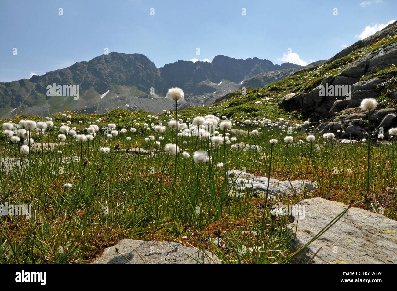 Eriophorum scheuchzeri Banque D'Images