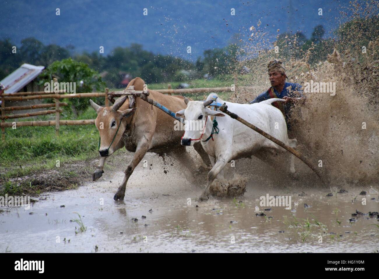 Les courses traditionnelles dans l'Ouest de Sumatra bull, Indonésie Banque D'Images