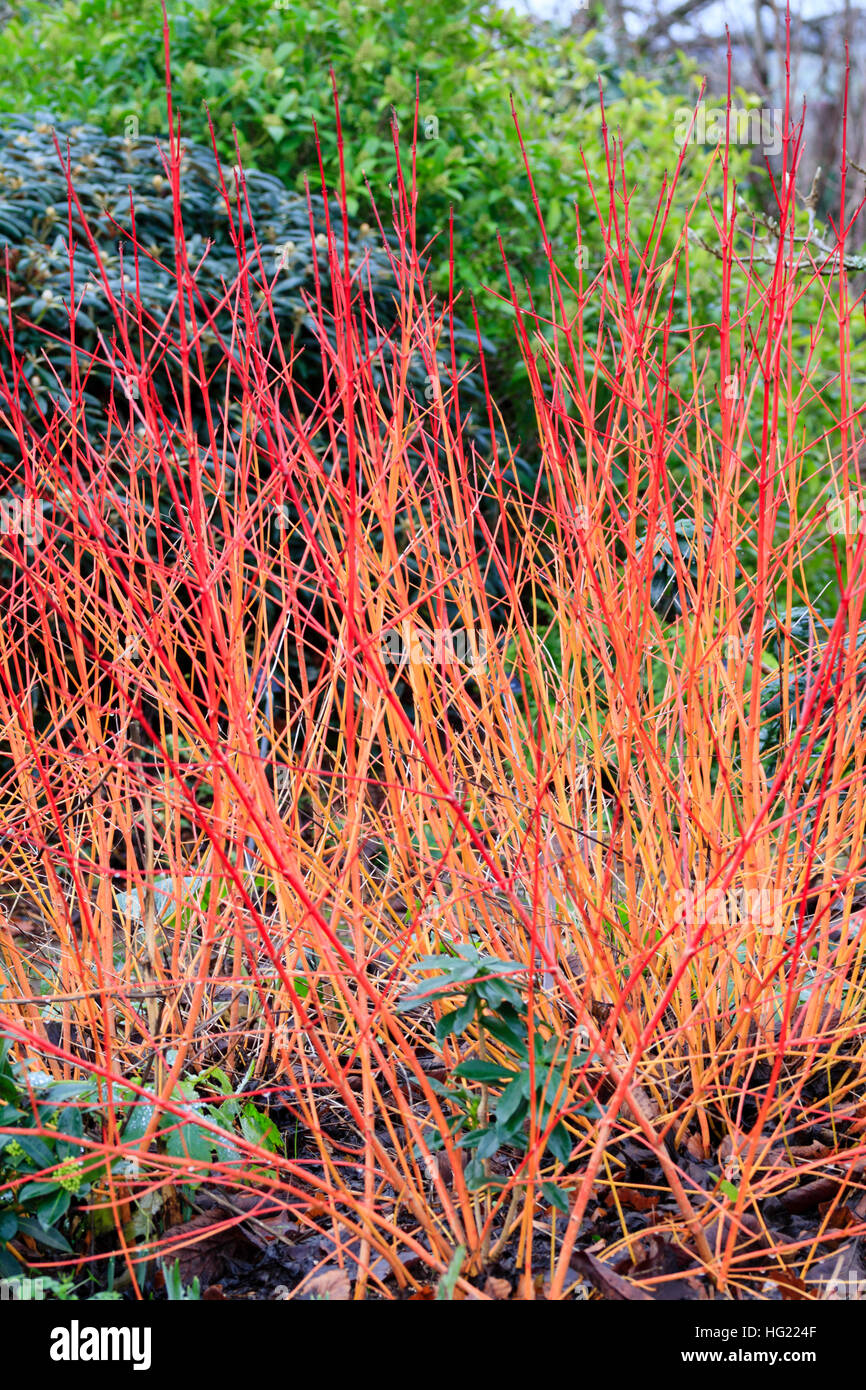 Tiges d'hiver rouge et jaune du cornouiller à feuilles caduques, Cornus sibirica 'Midwinter Fire' Banque D'Images
