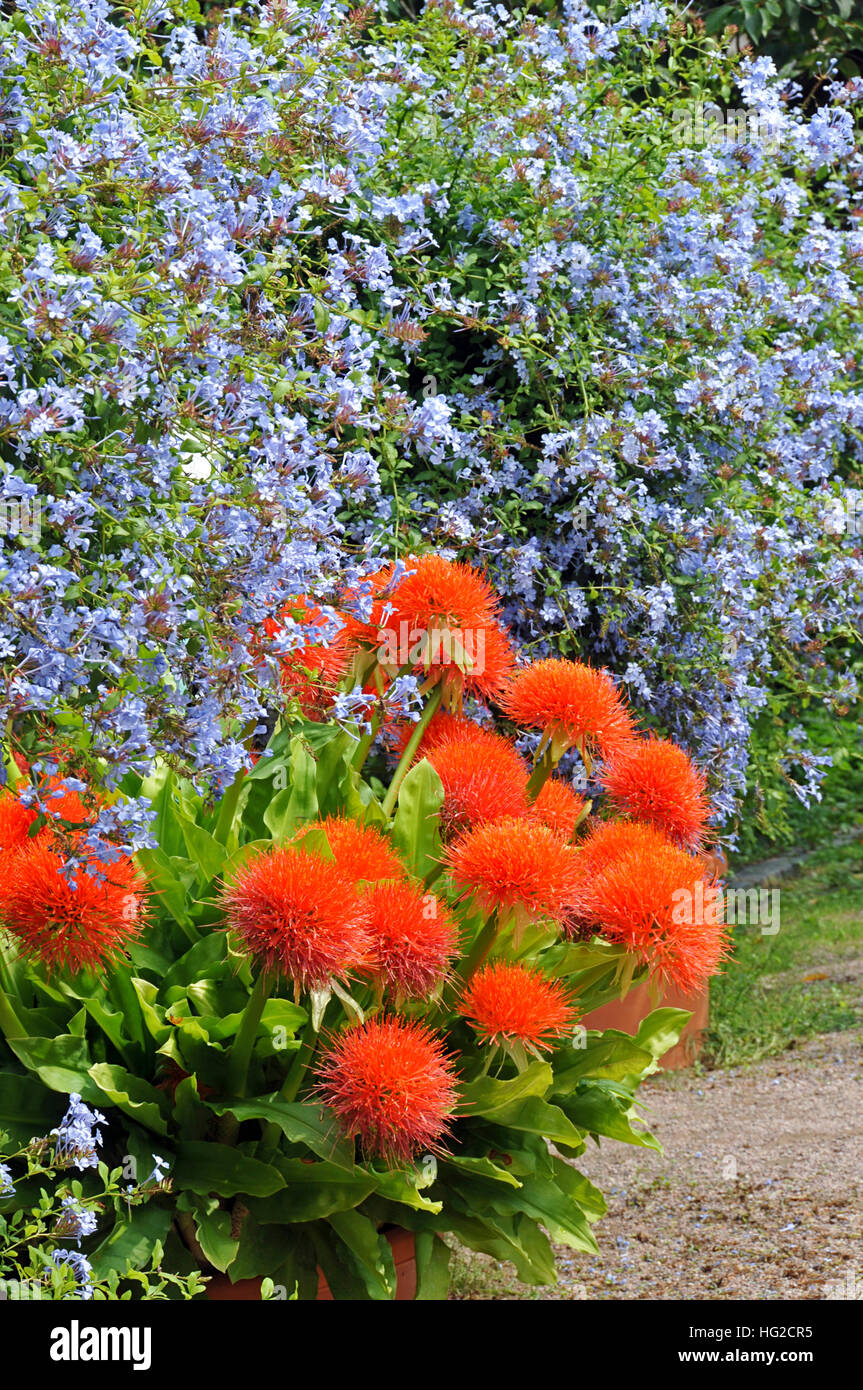 Les superbes fleurs de Scadoxus multiflorus en combinaison avec Plumbago auriculata Banque D'Images