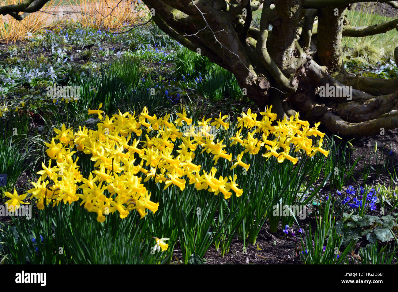 Narcisses (Peeping Tom) en vertu de l'Parratia Perica (arbre) à Ironwood Persique RHS Garden Harlow Carr, Harrogate, Yorkshire. L'Angleterre. Banque D'Images