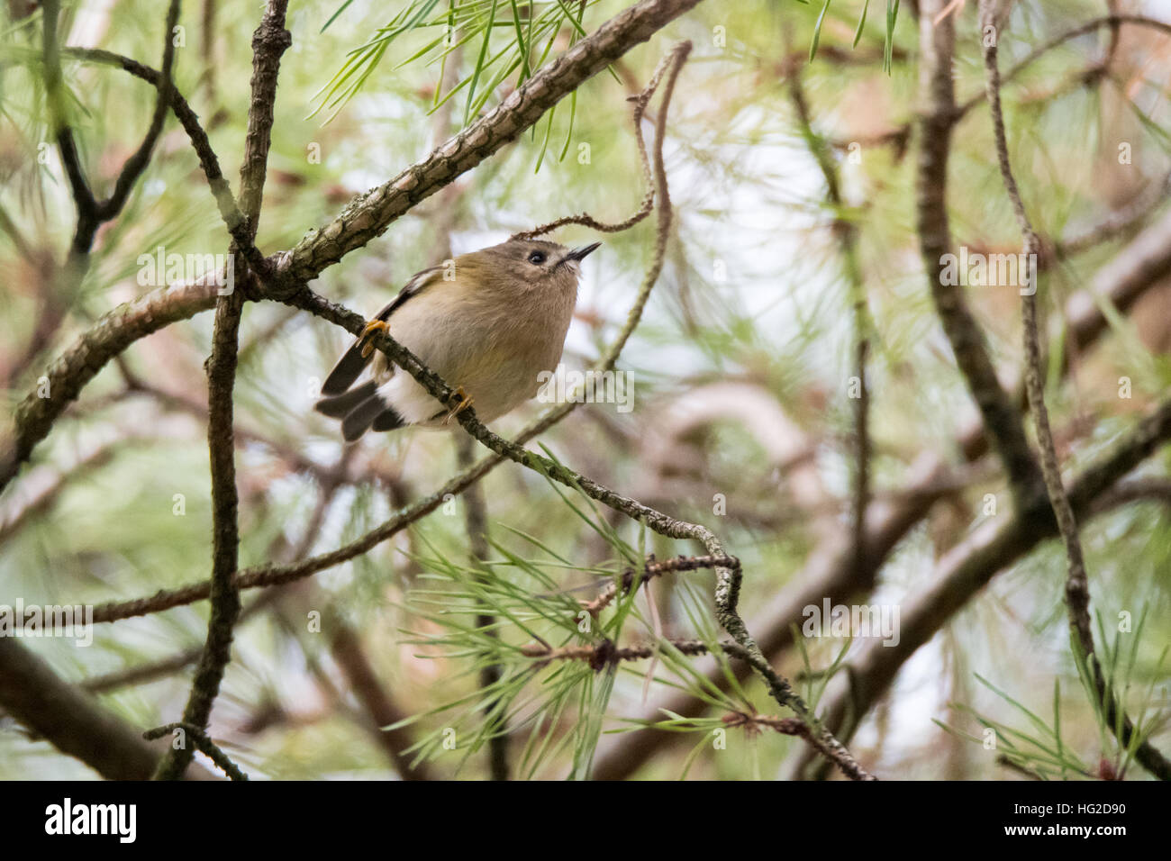 Goldcrest (Regulus regulus) sur le pin sylvestre. Le plus petit oiseau de la famille des Sylviidae, vue de dessous sur conifère Banque D'Images