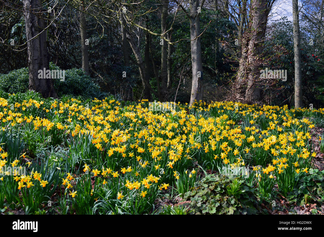 Un tapis de jonquilles printemps jaune en bois aux RHS Garden Harlow Carr, Harrogate, Yorkshire. England UK. Banque D'Images