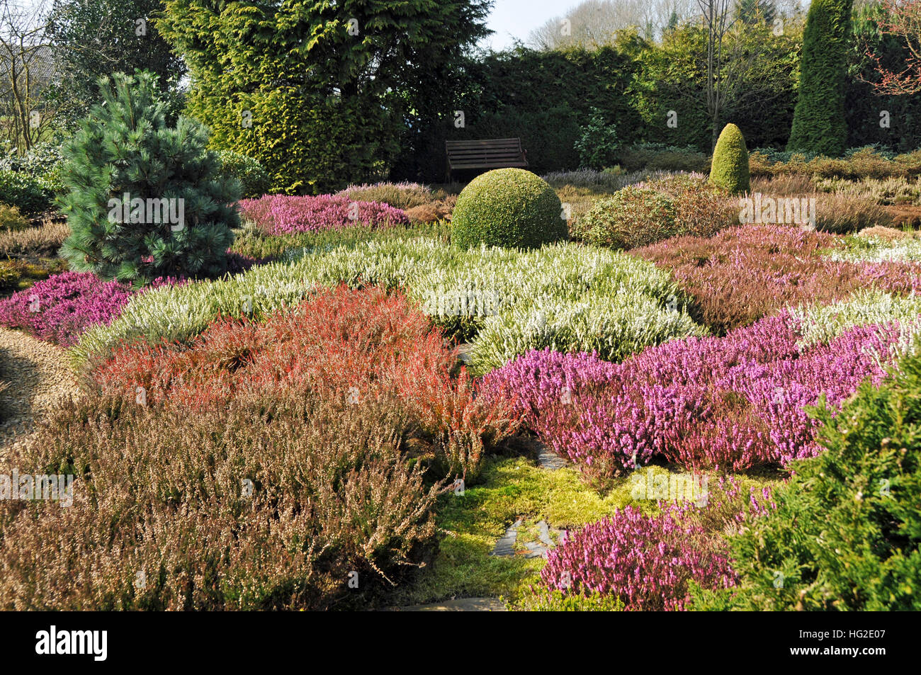 Heather garden avec différentes bruyères et certains conifères taillés Banque D'Images