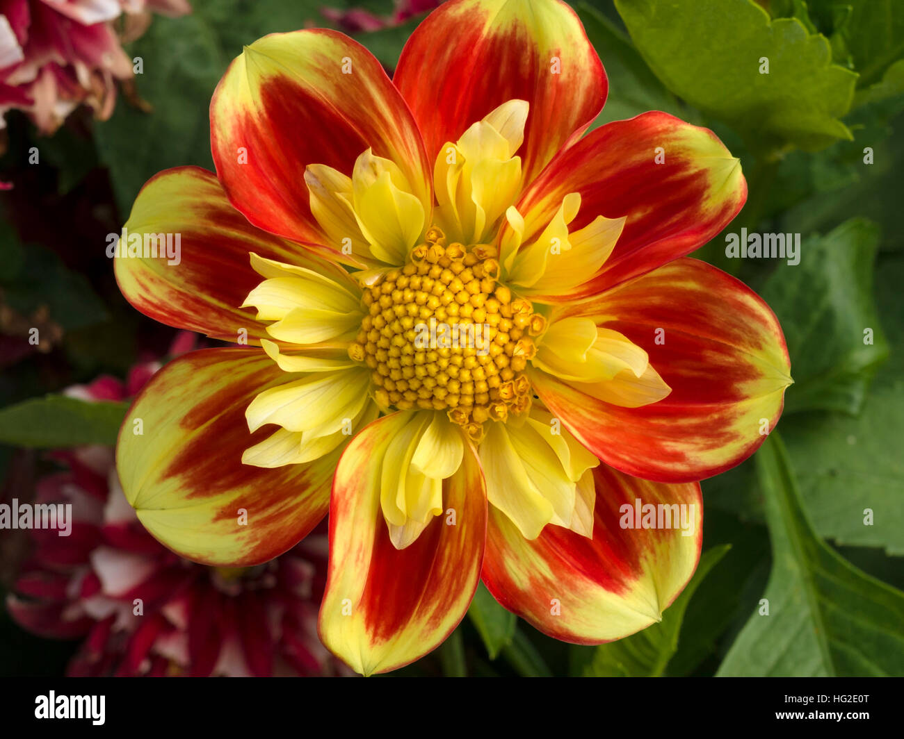 Fleur de dahlia jaune rouge Banque de photographies et d’images à haute résolution Alamy