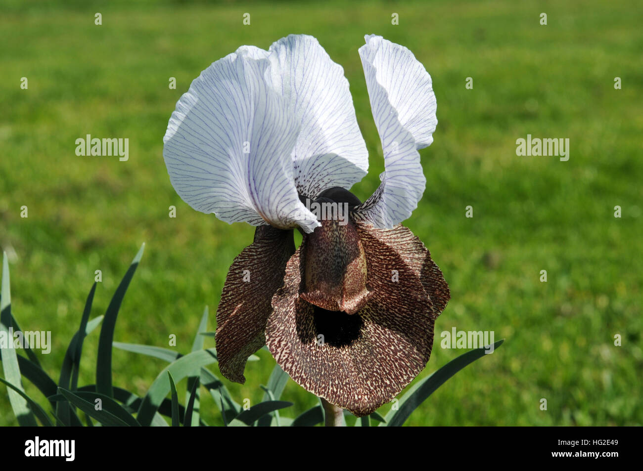 Iberica Iris subsp. iberica Banque D'Images