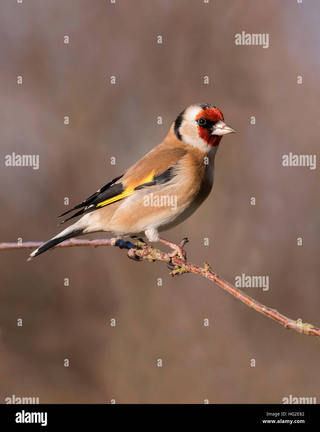 Chardonneret (Carduelis carduelis) perché sur une fine branche dans la lumière du soleil du matin, Warwickshire Banque D'Images
