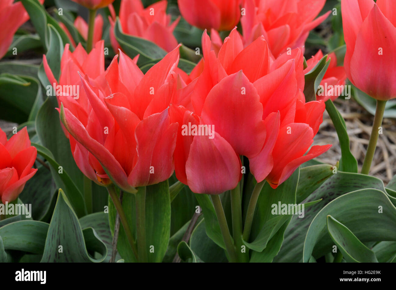 Tulipa greigii 'Toronto' Banque D'Images