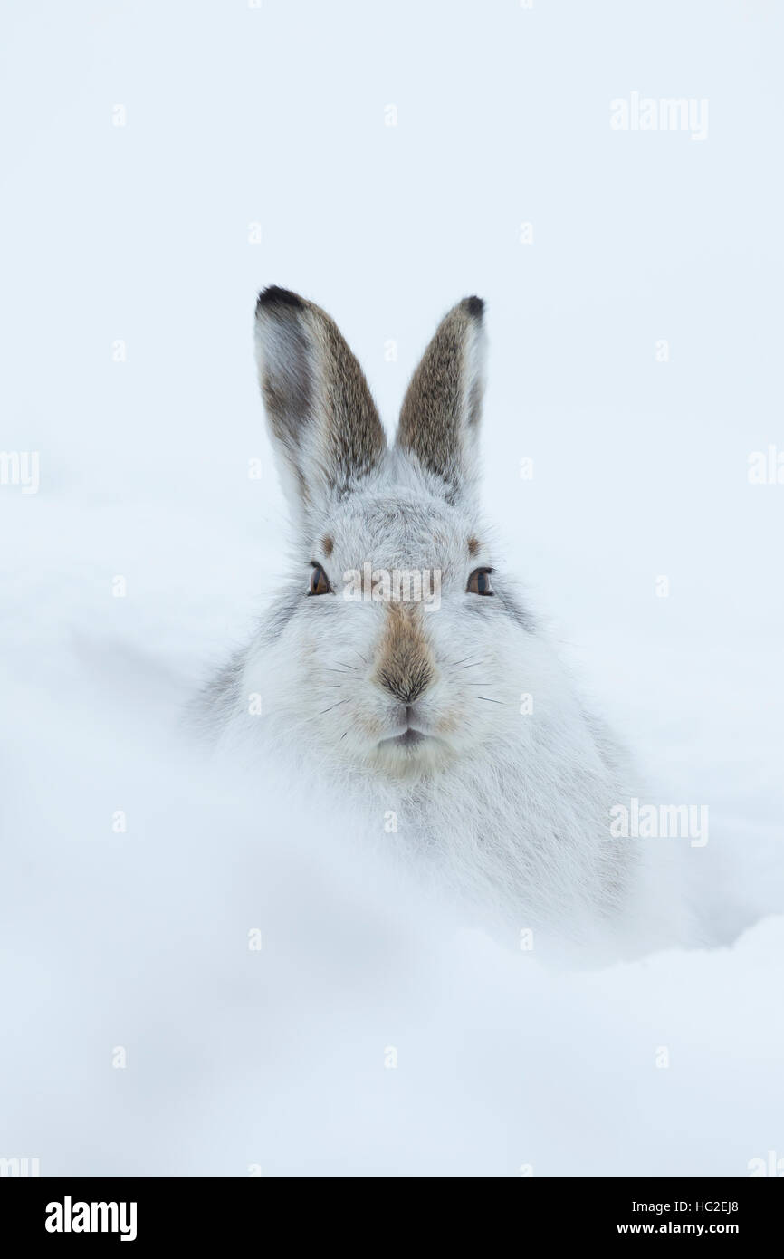 Lièvre variable (Lepus timidus) reposant dans sa forme dans la neige Banque D'Images