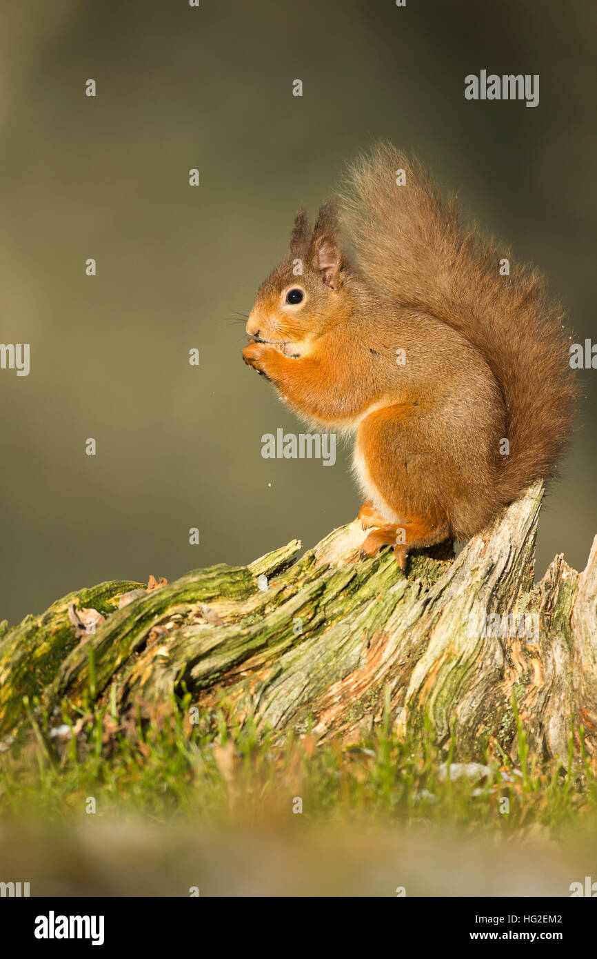 L'Écureuil roux (Sciurus vulgaris) manger des noix au pied d'un arbre Banque D'Images