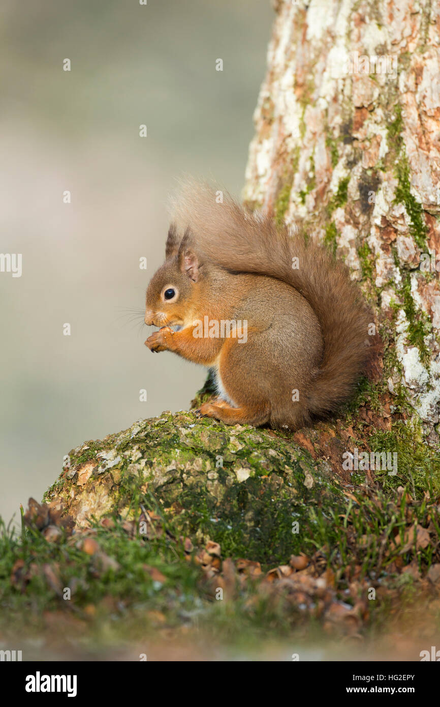 L'Écureuil roux (Sciurus vulgaris) assis à la base d'un arbre Banque D'Images