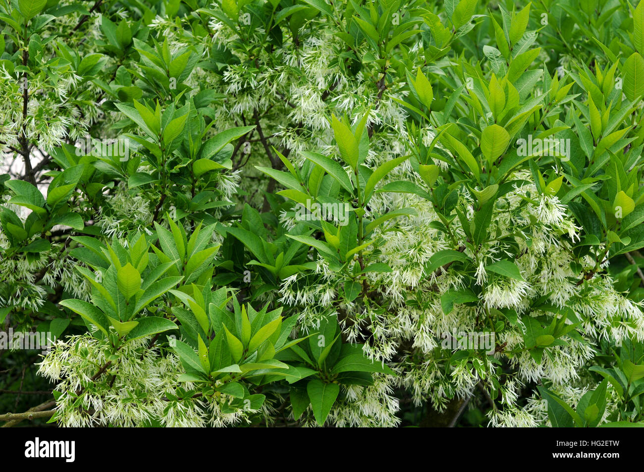 Branches fleuries du fringe tree Banque D'Images